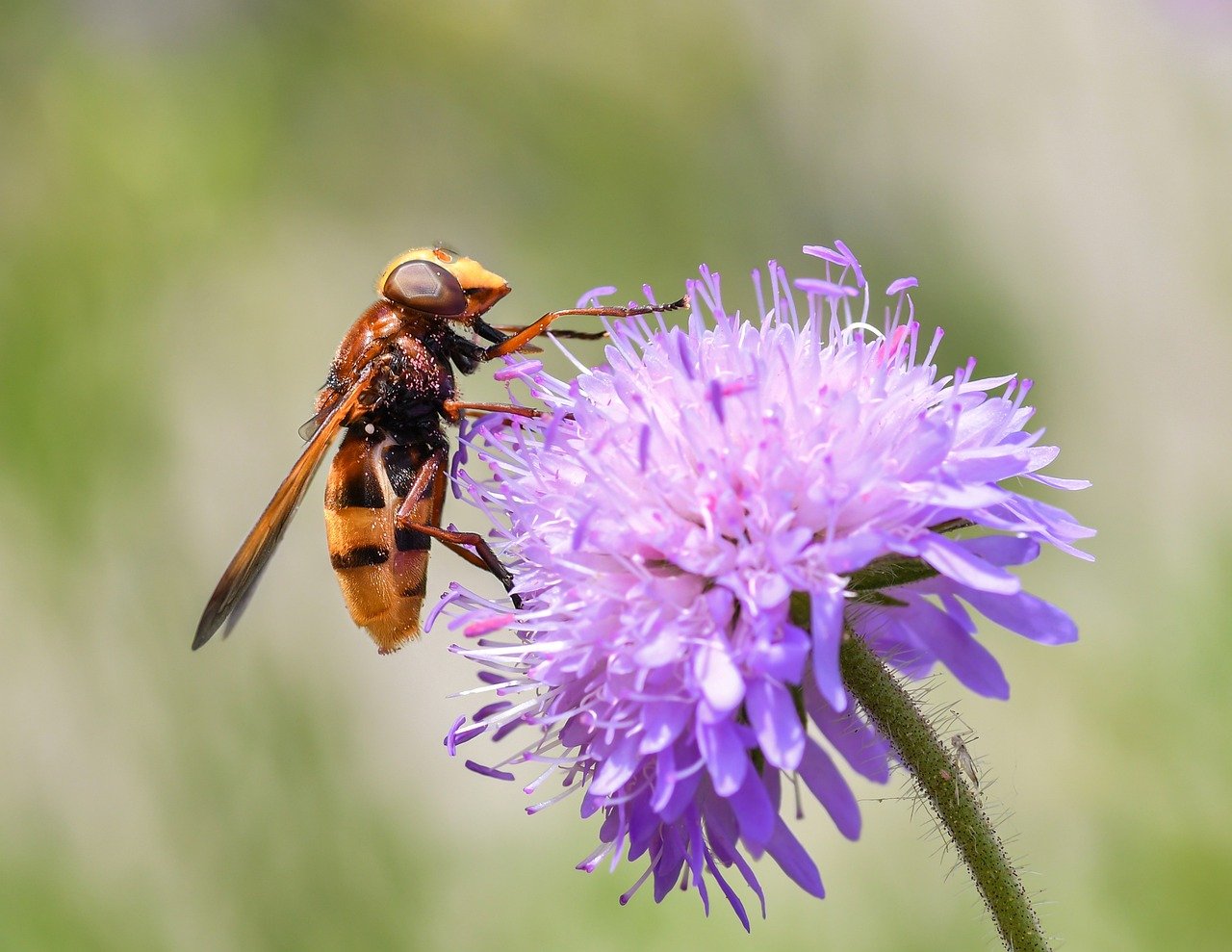 VESPE IN GIARDINO - COSA FARE?