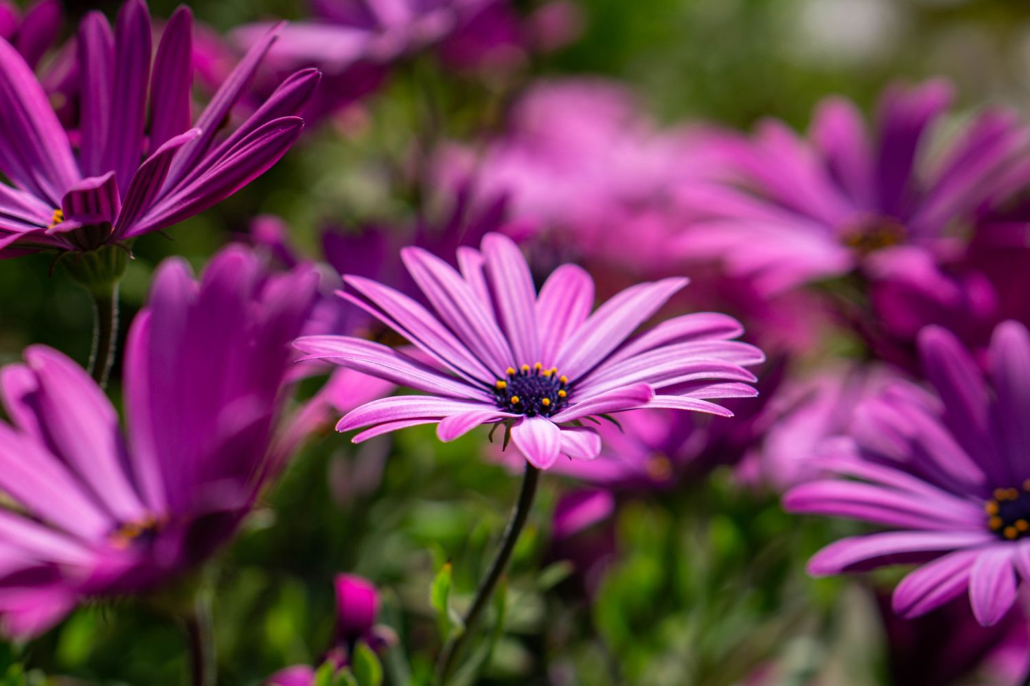 Fiori da giardino delle margherite africane che sbocciano tutto l'anno