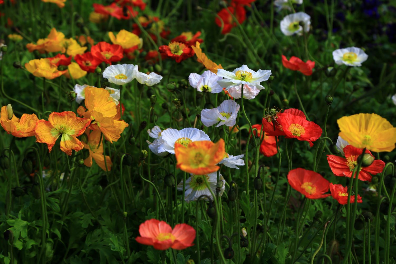 anemone_da_giardino_che_fiorisce_tutto_l_anno