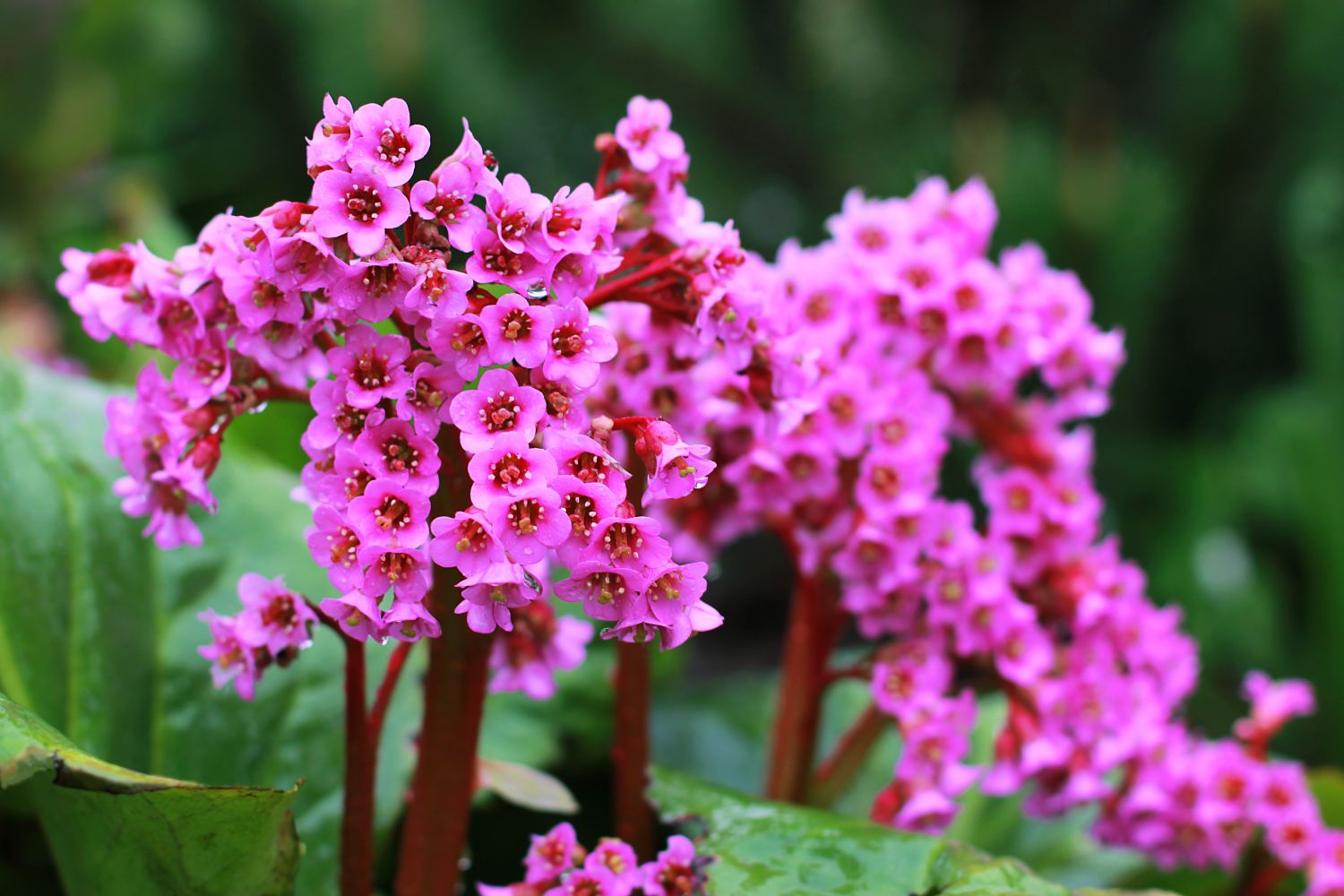 piante_da_giardino_che_fioriscono_tutto_l_anno bergenia