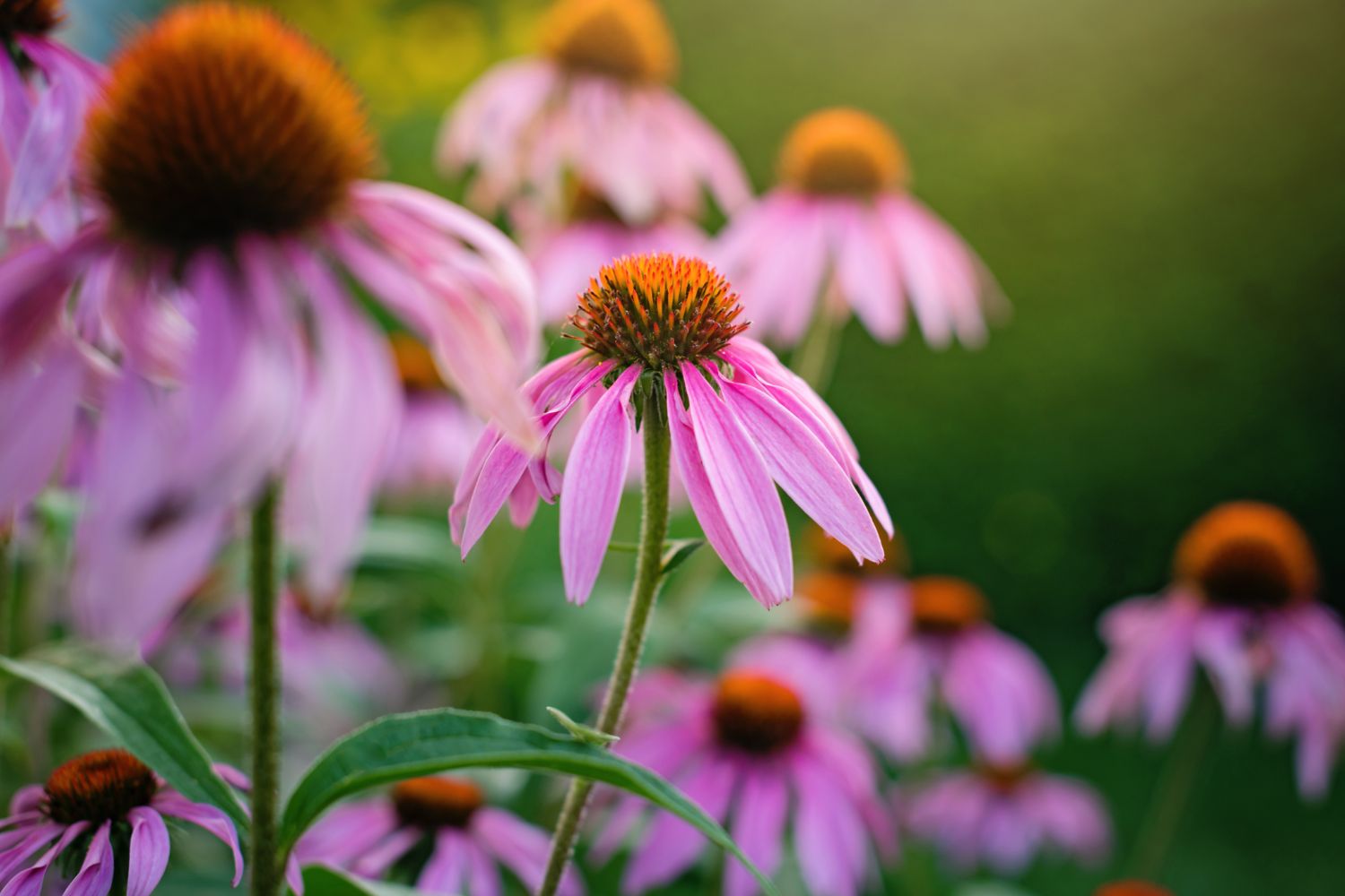 piante_da_giardino_che_fioriscono_tutto_l_anno echinacea