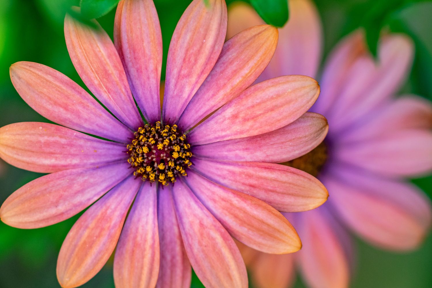 garden_plants_that_bloom_all_year_gaillardia