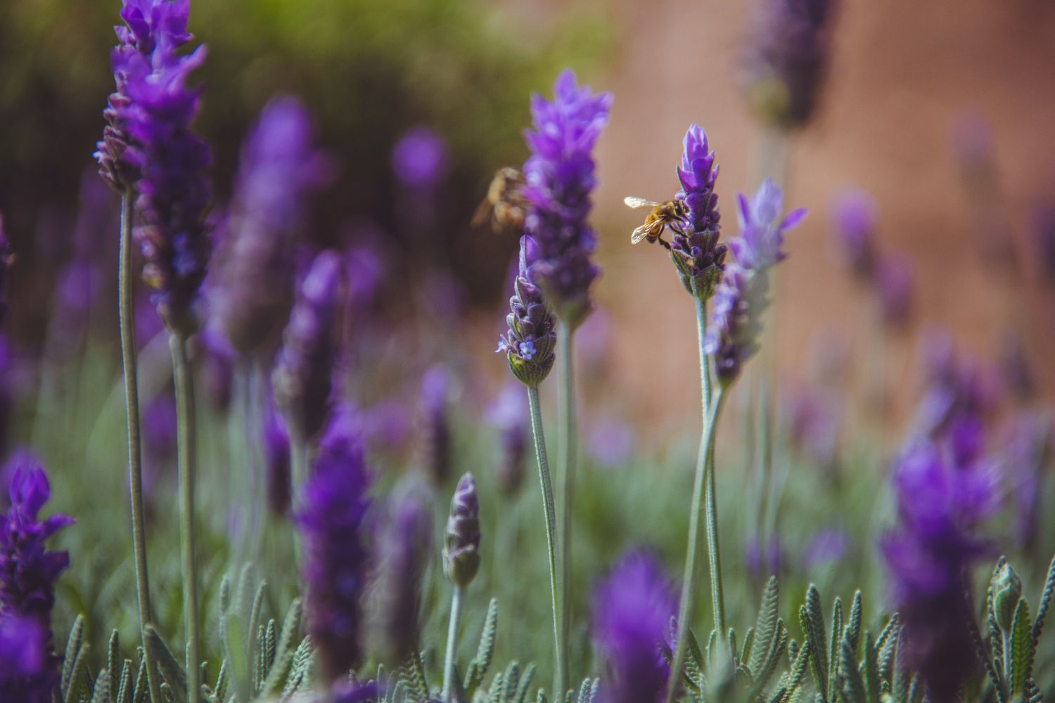 piante_da_giardino_che_fioriscono_tutto_l'anno lavanda