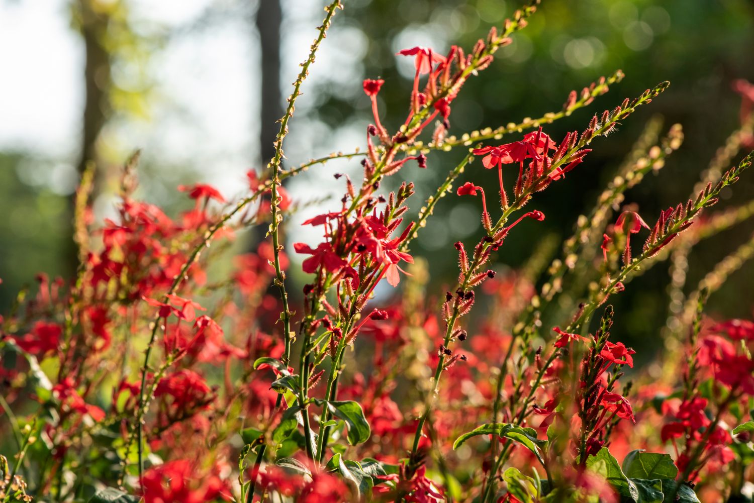 Plumbago indica