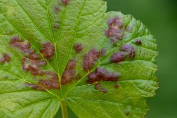 malattie del ribes