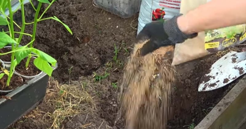 Non avrei mai sognato un simile raccolto di peperoni. Aggiungo nella buca prima del trapianto l'ingrediente segreto dei grandi coltivatori