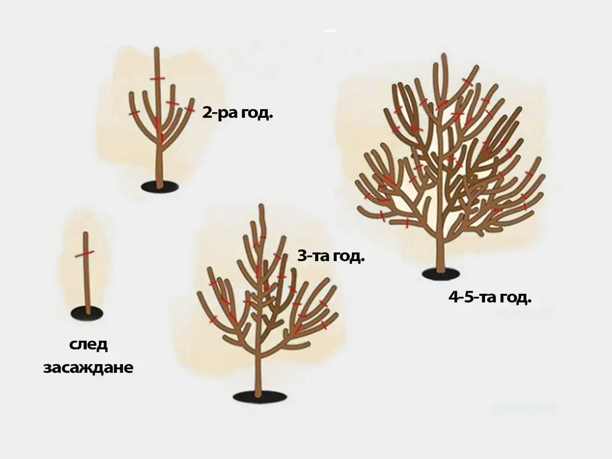 Potatura primaverile dell'albicocco