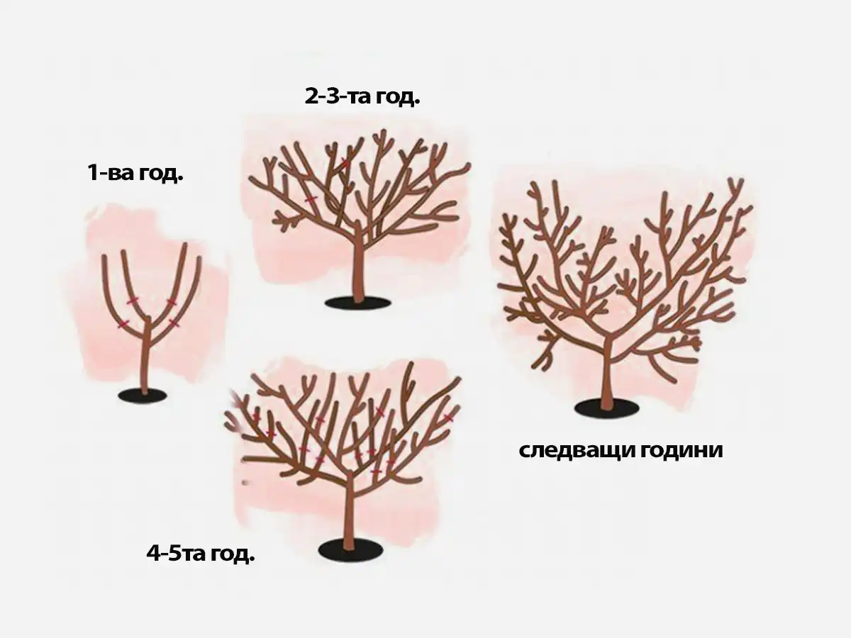 Potatura primaverile del pesco