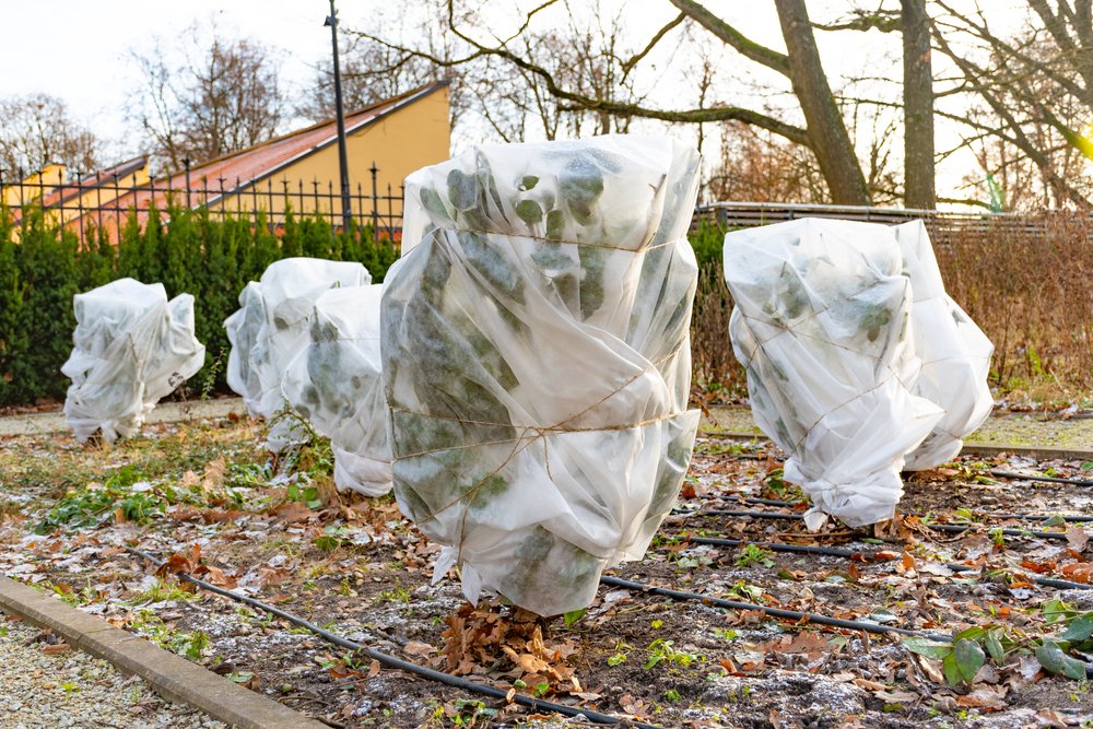 proteggere gli alberi dal gelo persiane 