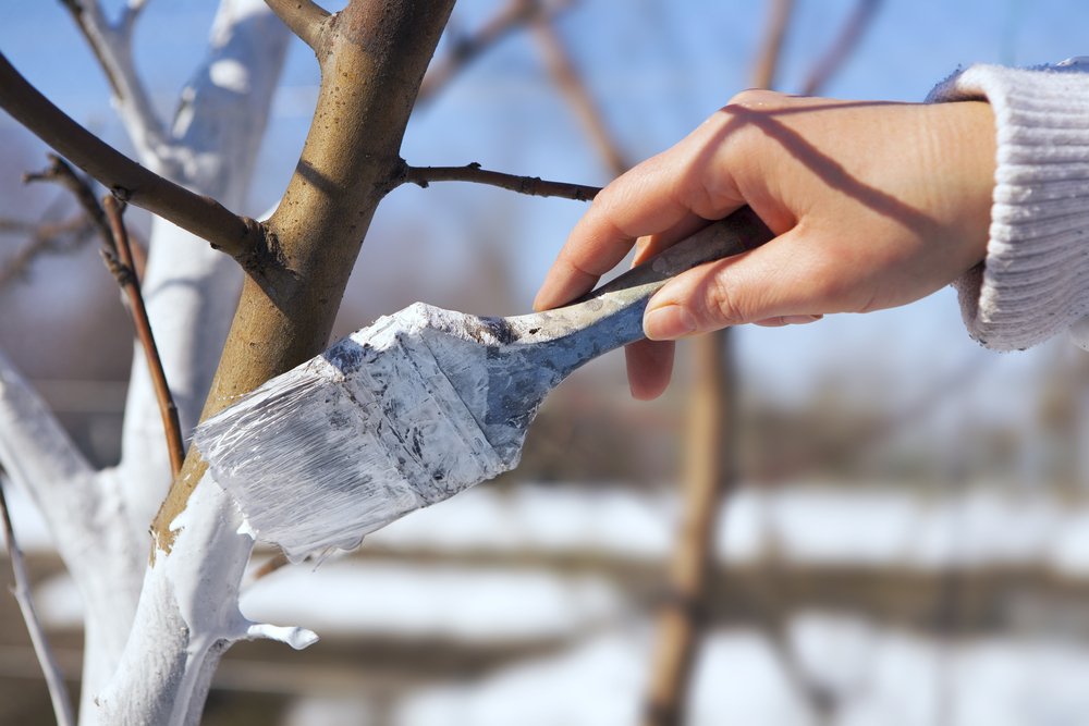 proteggere gli alberi dal gelo persiane 