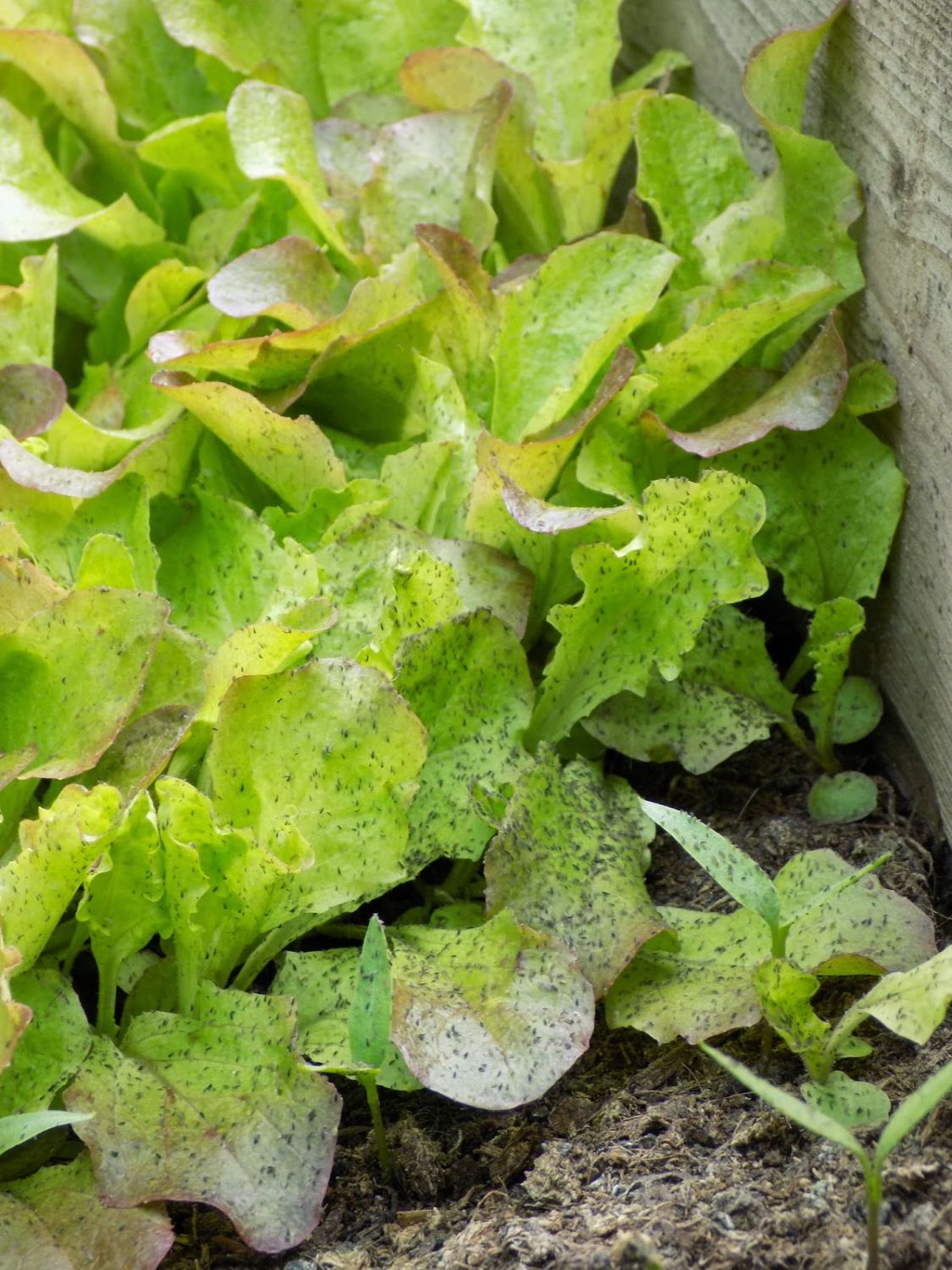 insalata con parassiti