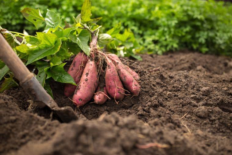 La patata dolce. Quali benefici e quali proprietà ha!