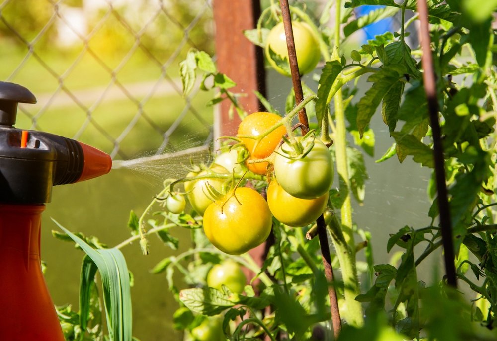 spruzzare i pomodori con il bicarbonato di sodio