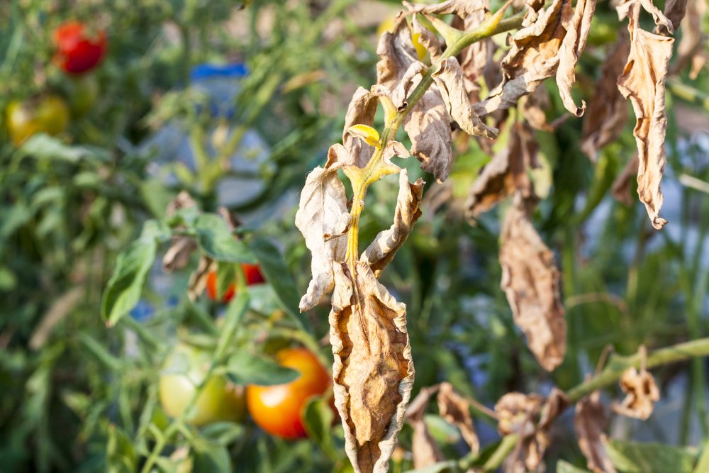 spruzzare i pomodori con il bicarbonato di sodio