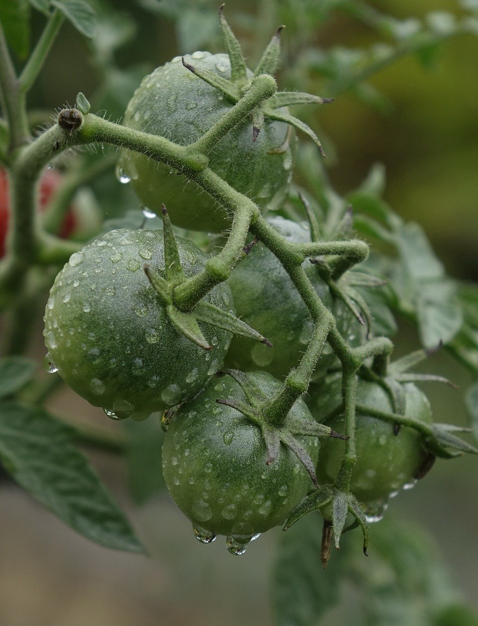 FARE I POMODORI IN CASA