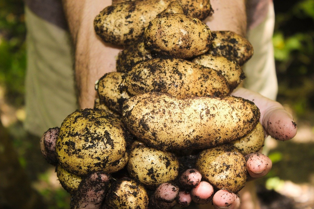 CONSERVAZIONE DELLE PATATE - CONSIGLI, RISCHI E CARATTERISTICHE