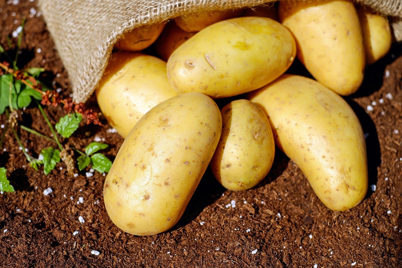 PER GODERE DEL RICCO RACCOLTO DI PATATE