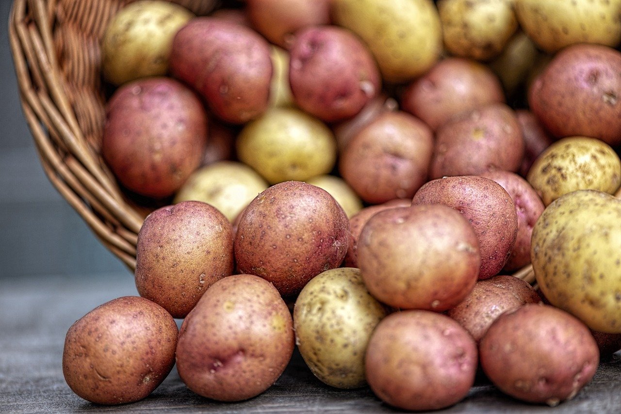 PER GODERE DEL RICCO RACCOLTO DI PATATE