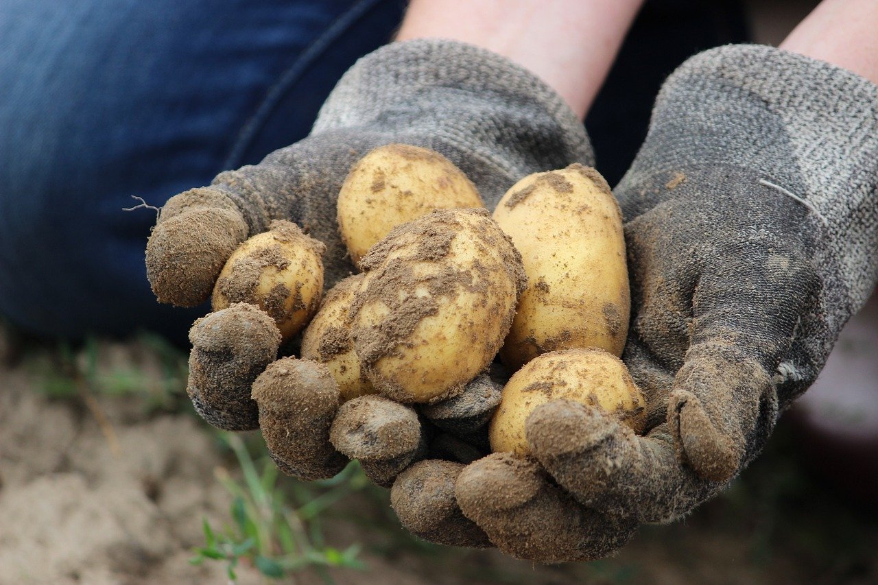 PER GODERE DEL RICCO RACCOLTO DI PATATE