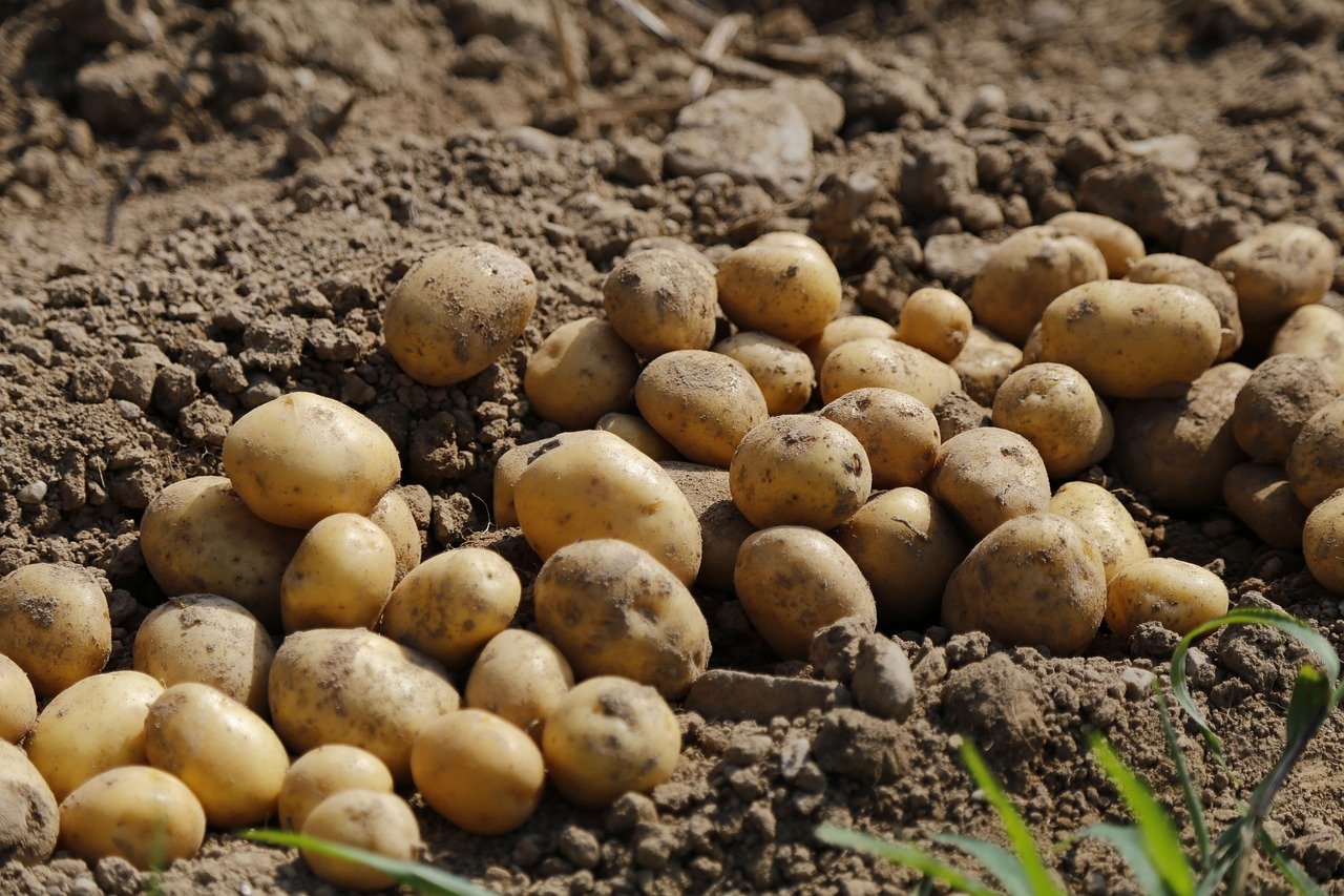 PER GODERE DEL RICCO RACCOLTO DI PATATE