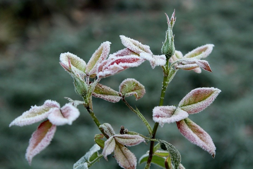 È IMPORTANTE LA POTATURA AUTUNNALE DELLE ROSE