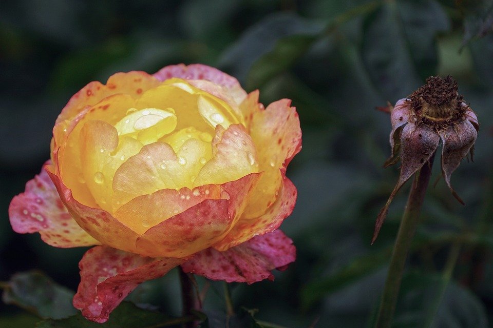 È IMPORTANTE LA POTATURA AUTUNNALE DELLE ROSE