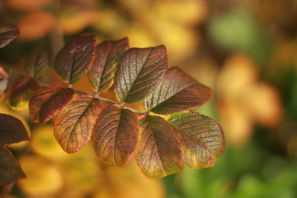 È IMPORTANTE LA POTATURA AUTUNNALE DELLE ROSE