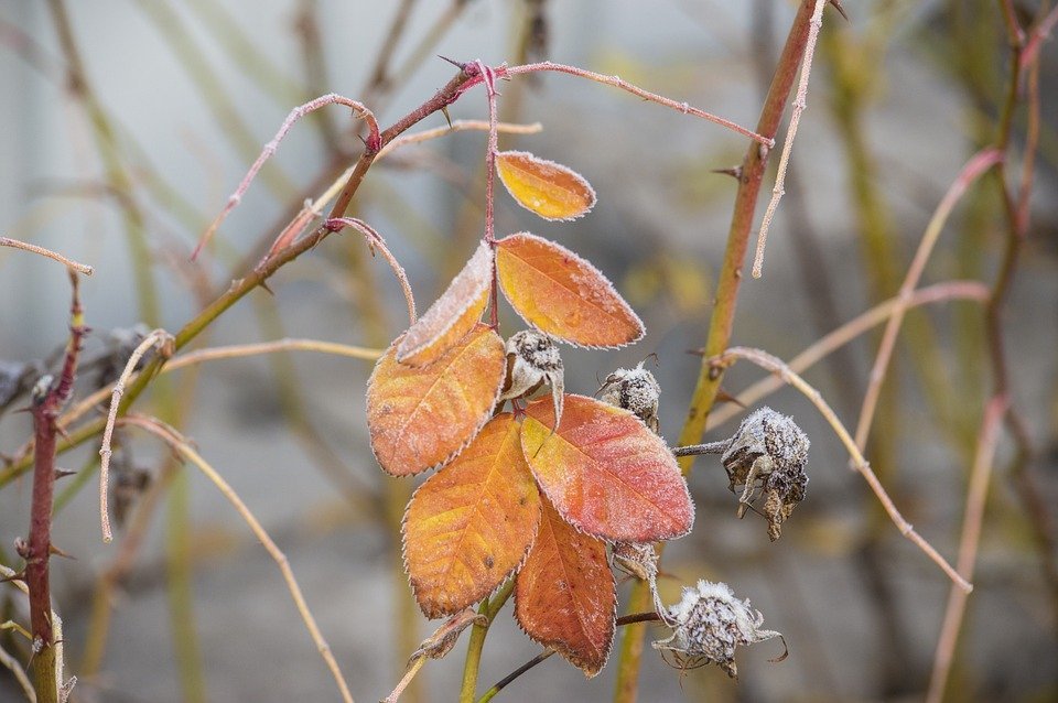 È IMPORTANTE LA POTATURA AUTUNNALE DELLE ROSE