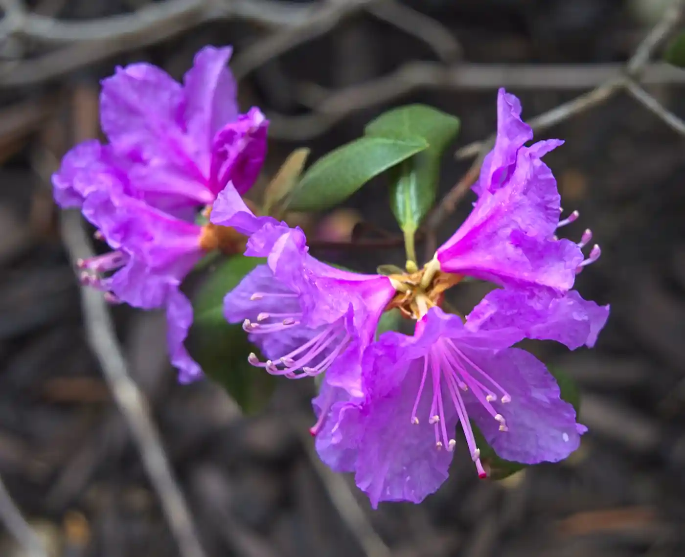 azalea resistente all'inverno