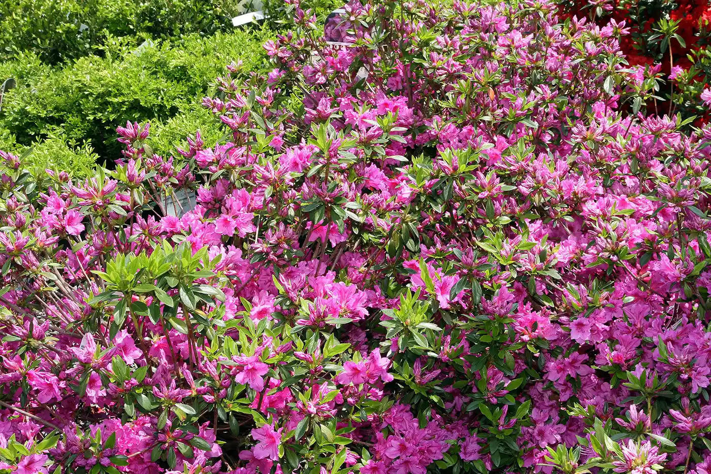 azalea resistente all'inverno