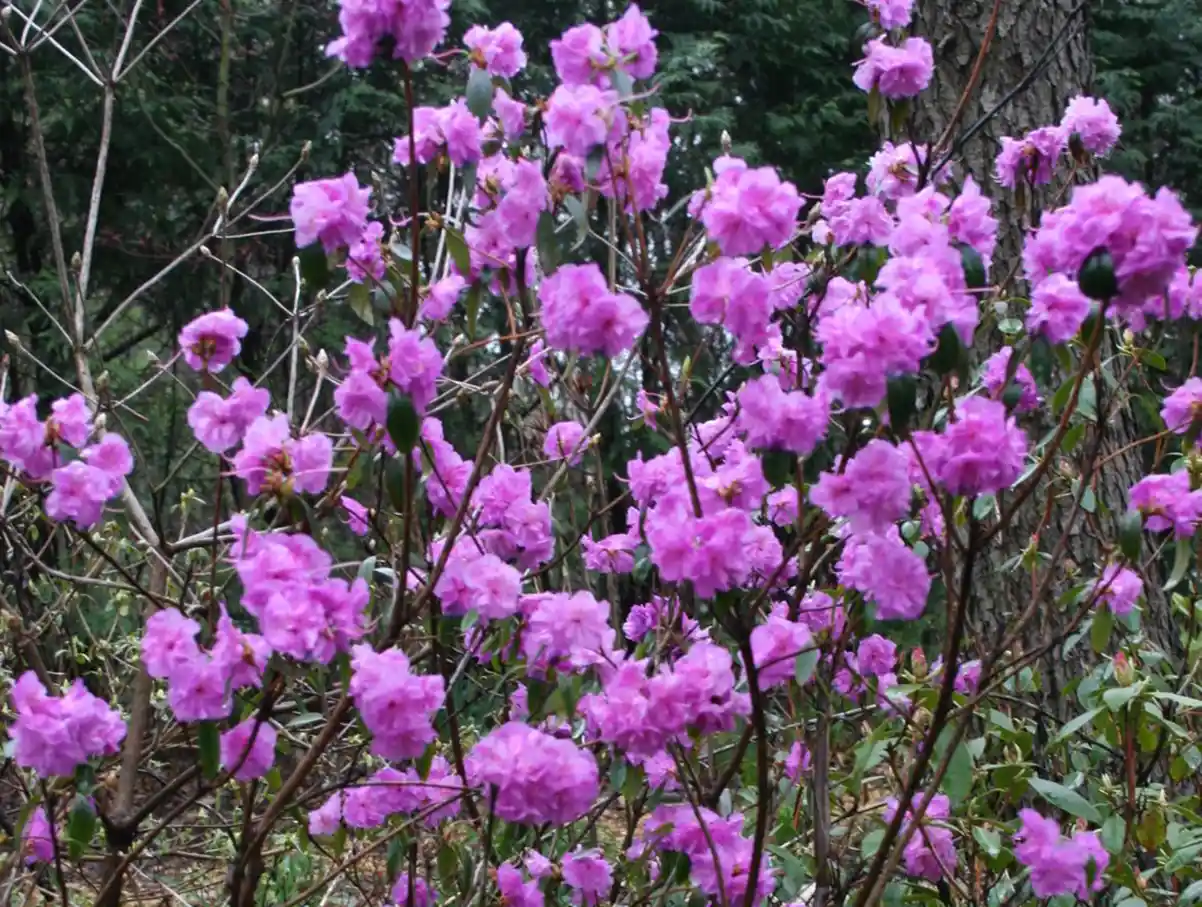 azalea resistente al freddo