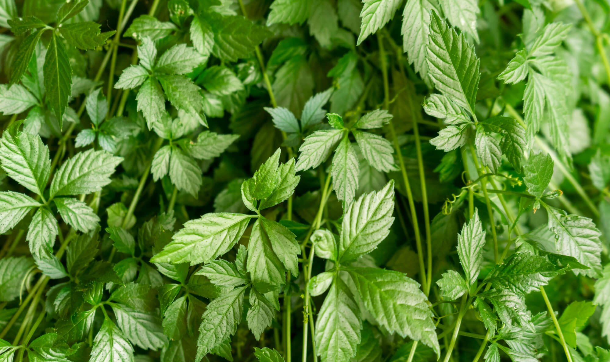 Ginseng a cinque foglie