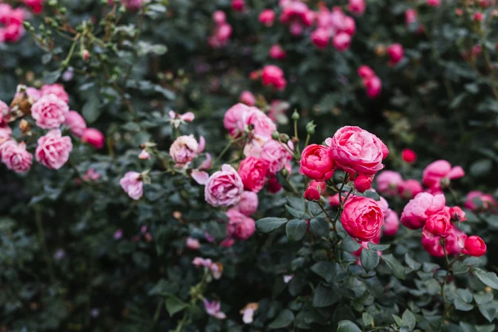 Rose. Foto: archivio.