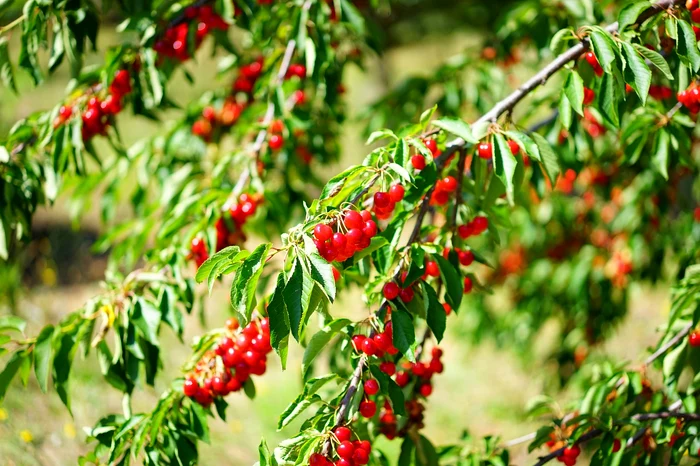 La potatura degli alberi è essenziale per la loro salute / foto: Pixabay