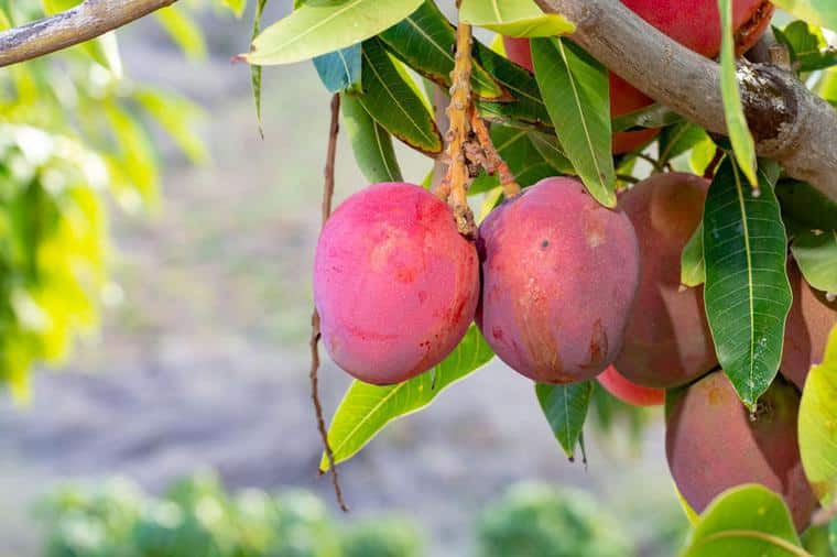 Mango, il frutto che previene il cancro e sostiene l'immunità