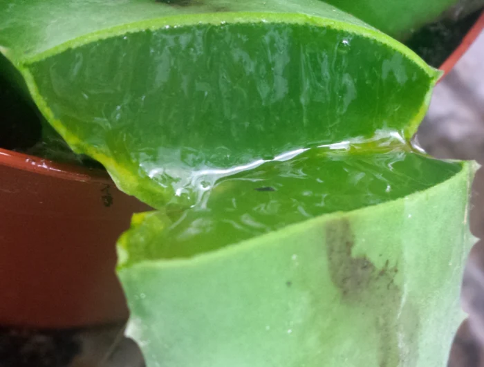 L’aloe vera ha molti benefici per il corpo