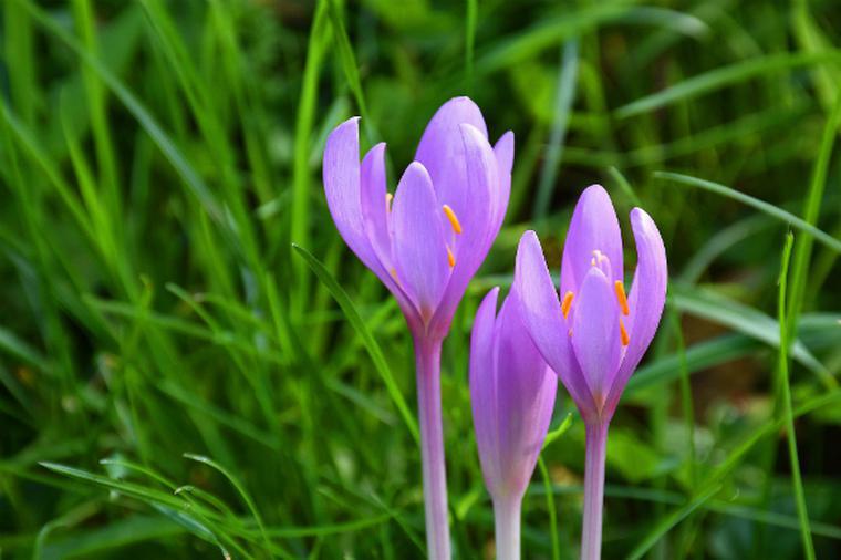 Immagini di fiori autunnali: Malvarose autunnali - possono essere piantate in vaso o in giardino