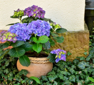 Cosa devi fare affinché i fiori nei vasi non muoiano dopo averli ricevuti dal fioraio. Il trucco che li salva e li fa fiorire 3 volte l'anno