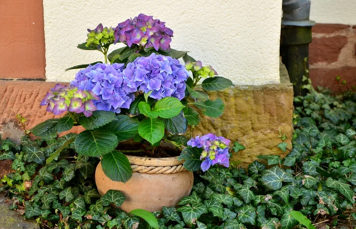 Cosa devi fare affinché i fiori nei vasi non muoiano dopo averli ricevuti dal fioraio. Il trucco che li salva e li fa fiorire 3 volte l'anno