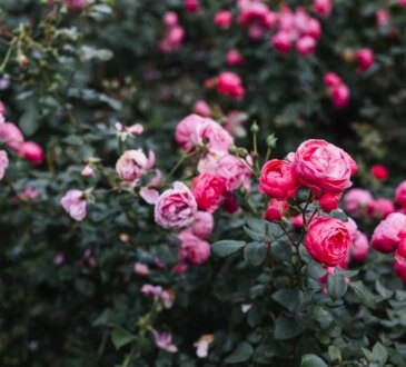 Cosa è necessario mettere alla radice delle rose a marzo per fiorire in modo spettacolare. Un rumeno su dieci conosce il trucco