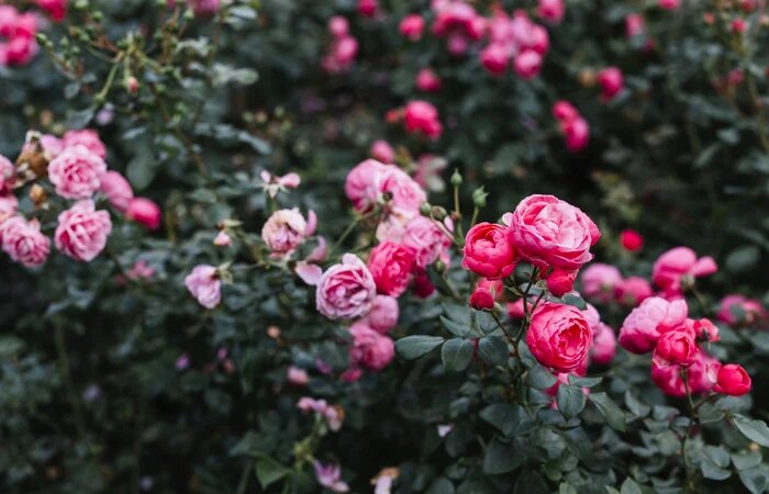 Cosa è necessario mettere alla radice delle rose a marzo per fiorire in modo spettacolare. Un rumeno su dieci conosce il trucco