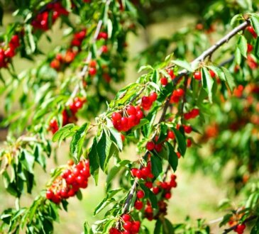 Cosa mettere alla radice degli alberi da frutto, affinché producano decine di chili di frutti. Il segreto conosciuto solo dai migliori giardinieri