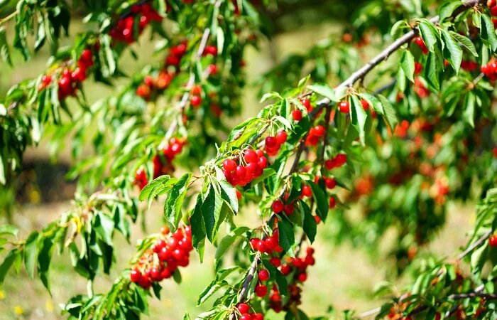 Cosa mettere alla radice degli alberi da frutto, affinché producano decine di chili di frutti. Il segreto conosciuto solo dai migliori giardinieri