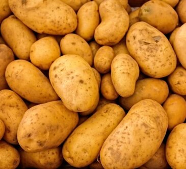 Cosa piantare accanto alle patate. Il segreto di un ricco raccolto