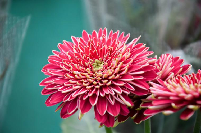 Immagini di fiori autunnali: Crisantemo - fiore da giardino