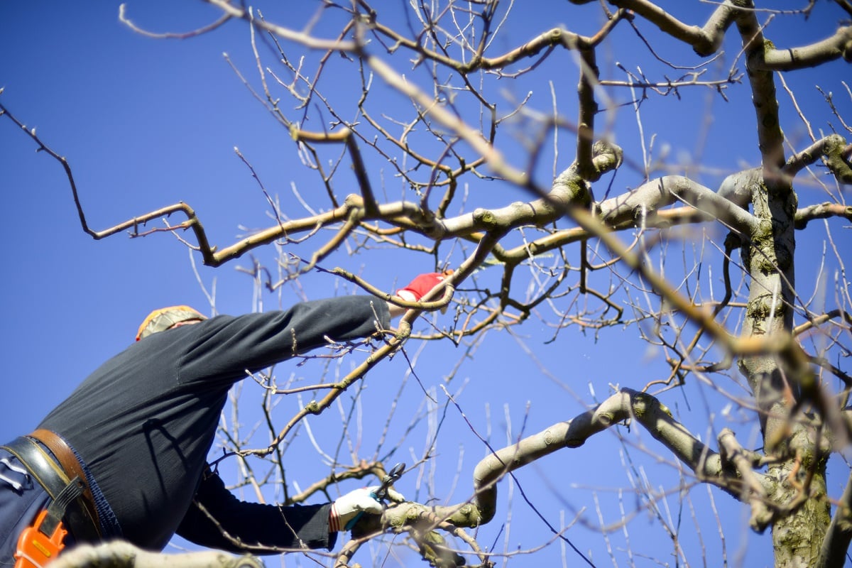 Cure invernali per gli alberi da frutto, ecco come daranno frutti