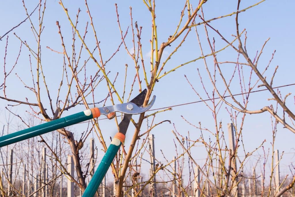 Potatura alberi: 6 consigli invernali per una crescita sana