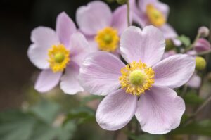 Bellezze autunnali che allieteranno il vostro giardino