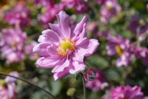 Anche il mulino a vento è affascinante nel giardino autunnale