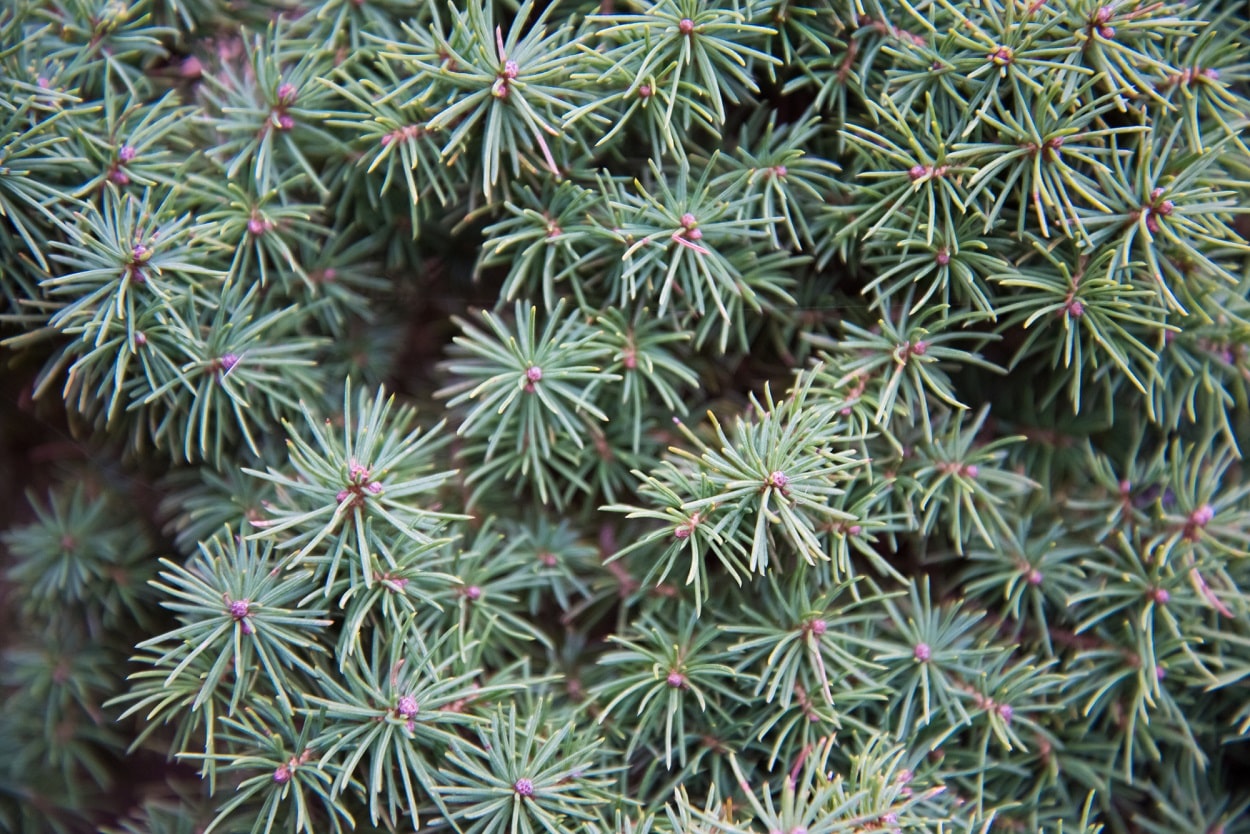 Quali abeti scegliere per ravvivare il vostro giardino